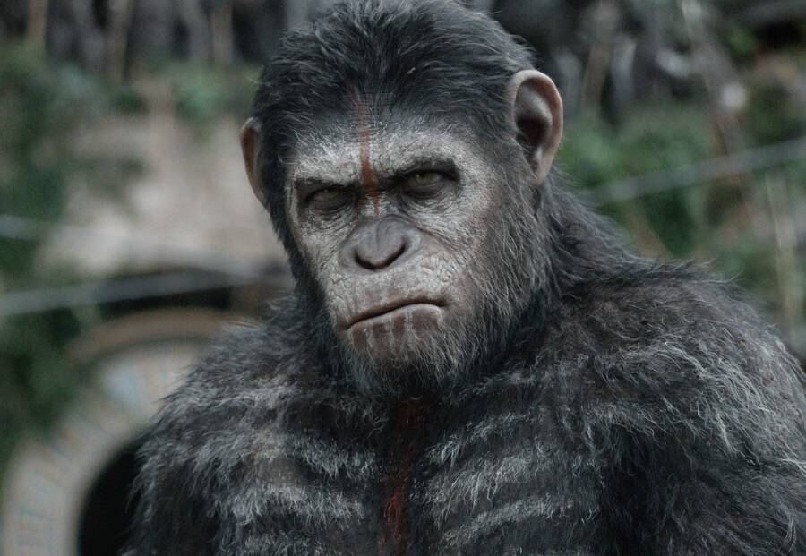 Um dos trabalhos mais elogiados de Serkis é como o macaco Caesar, dos dois novos filmes de Planeta dos Macacos. Além do alto nível de realidade alcançada com os efeitos visuais, é possível perceber detalhes da expressão facial de Serkis no personagem. A maneira como ele anda, seus movimentos e os traços de seu rosto juntos formam uma atuação realmente impecável. Na época dos filmes, boatos davam conta de que Serkis seria indicado ao Oscar. Infelizmente, isso não aconteceu

Conheça Olivia Munn, musa nerd que vai ser mutante poderosa em novo filme dos X-Men
