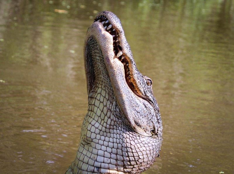 DNIT deve assegurar proteção da fauna no MS
