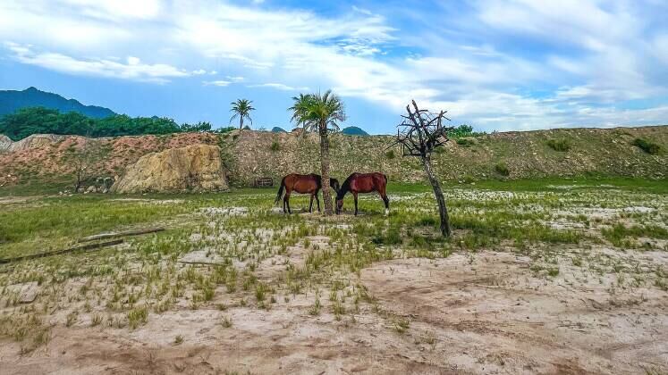 Para Arnal, um dia de gravação externa é uma possibilidade para novos retratos. Ele explica a inspiração para um dos cliques. "Eu olhei aqueles cavalos, um de cada lado da árvore, e pensei que daria uma bela foto equilibrada, estava tudo casado. Ficou muito bacana", relembrou. 
