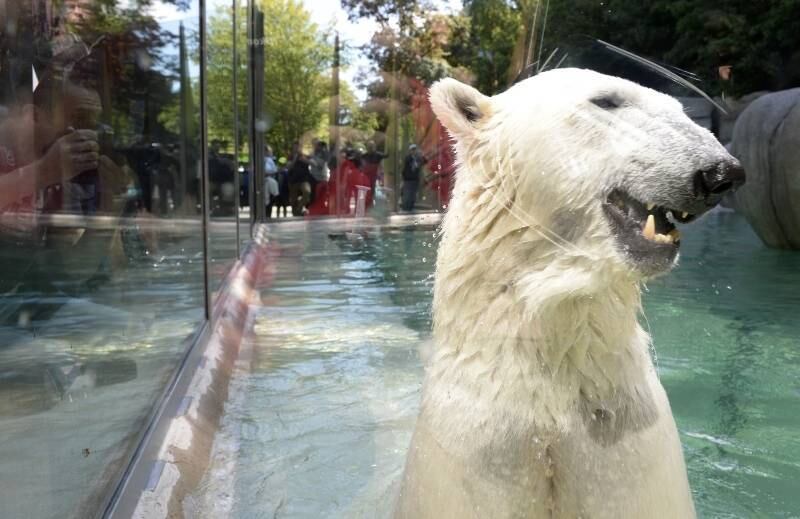 O urso polar Giovanna
brinca na nova piscina do zoológico de Hellabrunn, em Munique, na Alemanha