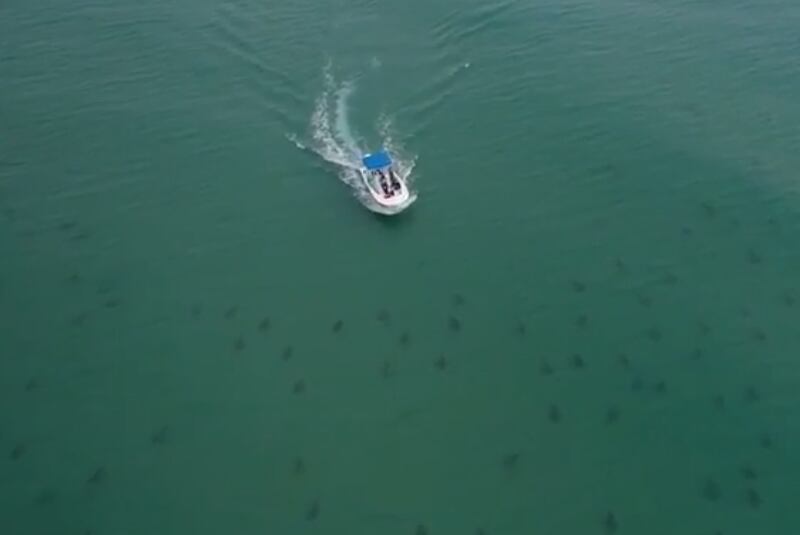 Tubarões migram Flórida EUA