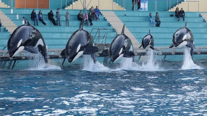 A Administração de Saúde e Segurança Ocupacional exigiu em seus novos requisitos de segurança que fossem instaladas barreiras físicas entre os treinadores e as orcas