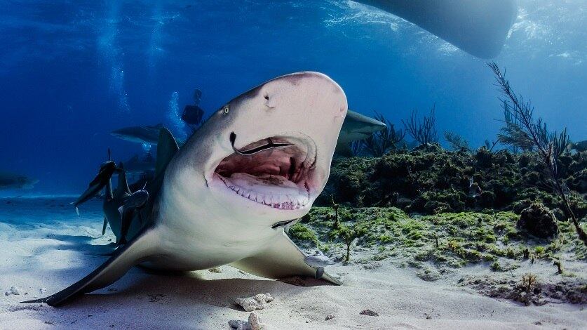 Photoshop nos animais aquáticos, trato nos animais, photoshop, tecnologia, ciência, arte