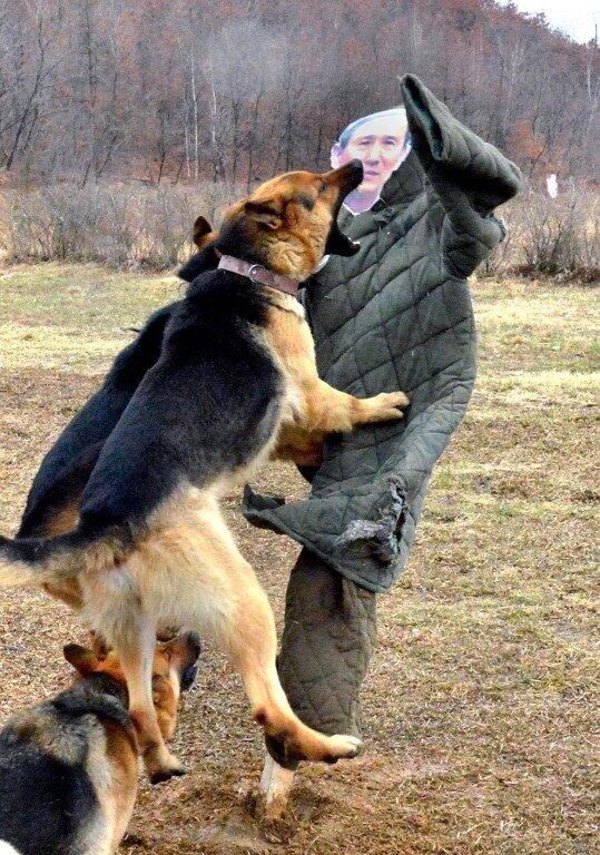 Parece piada, mas ao que tudo indica, era para ser levado a sério. Em vídeo divulgado no dia 7 de abril, a Coreia do Norte quis impressionar o mundo com imagens de seus exercícios militares.

Entre as armas secretas mostradas pelo Exército estão pastores-alemães especialmente treinados para atacar qualquer coisa que se pareça com o ministro da Defesa sul-coreano — mesmo que seja só um boneco com uma fotografia dele
