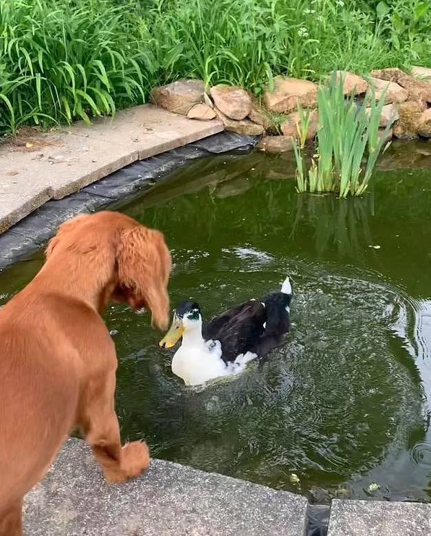 Além de rolarem juntos pela grama e dividirem a comida, Fern vigia Dennis enquanto ele nada no lago. "Ela ainda não é corajosa o suficiente para entrar com ele, mas fica ao lado vigiando para que esteja seguro", relata Sarah