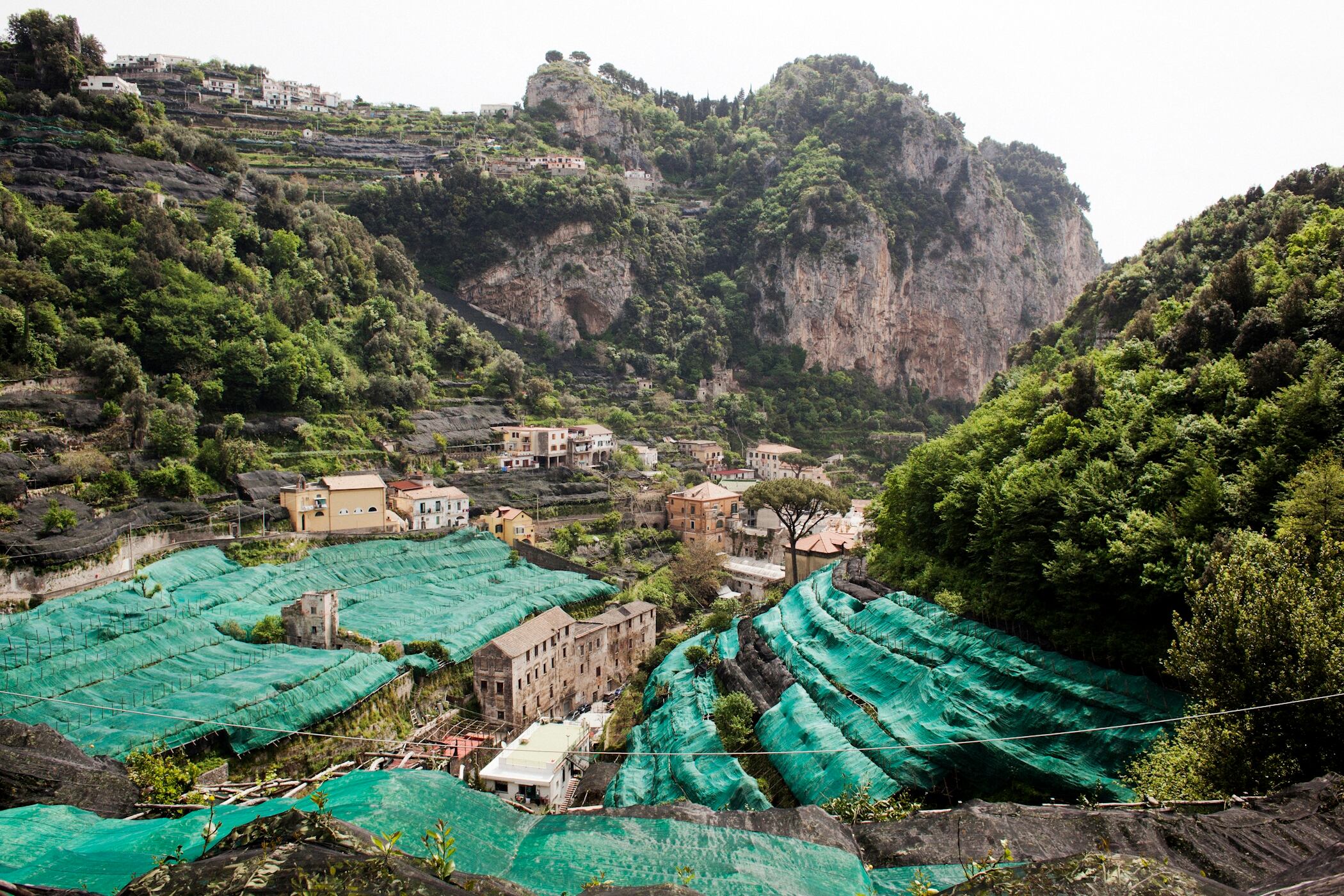 De Riso afirmou que o consórcio emite certificados de qualidade para os limões utilizados em produtos como o limoncello, para protegê-los de imitações de baixa qualidade, e está ajudando os agricultores locais a aumentarem a produtividade.

O consórcio também busca financiamentos do Estado para ajudar os produtores a superarem a crise. Contudo, esse assunto causa vergonha na Itália, onde o mau uso dos subsídios agrícolas da União Europeia tornou mais lucrativo para os grandes produtores deixar as frutas apodrecerem nos pés nos últimos anos, por conta dos custos com a colheita e transporte, embora isso não tenha acontecido em Amalfi.

Aceto ajudou a criar o consórcio do limão, mas não deseja mais fazer parte dele, pois acredita que o grupo está forçando pequenos produtores como ele a produzirem demais
