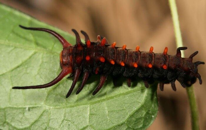 Espécie: Pipevine Swallowtail