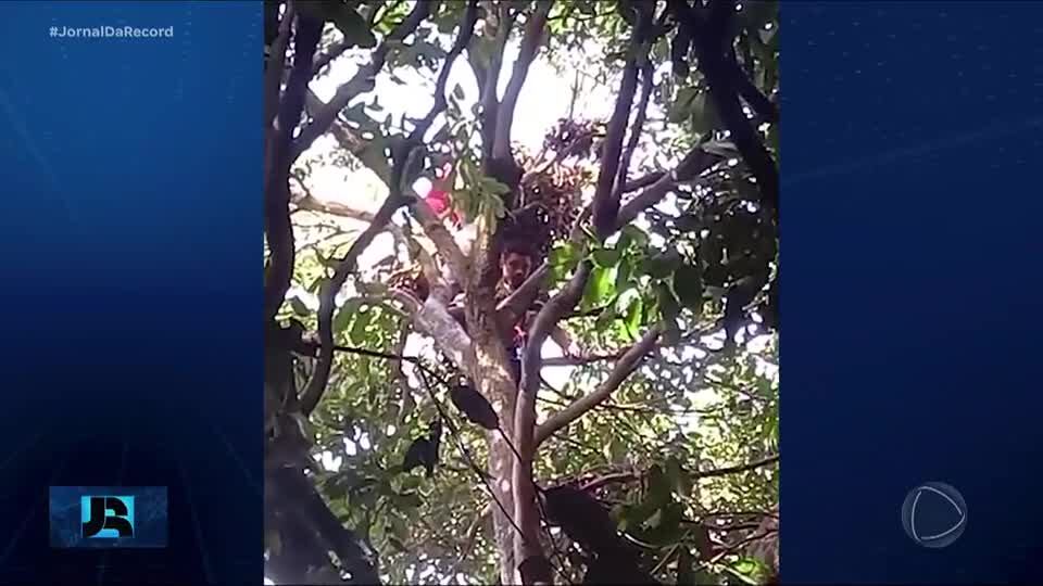 Operário desaparecido há dois meses estava escondido em cima de uma árvore em Salvador (BA)