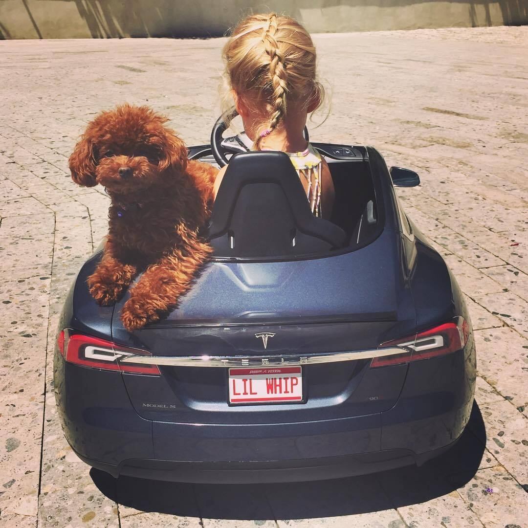 Cachorro Katy Perry, Katy Perry