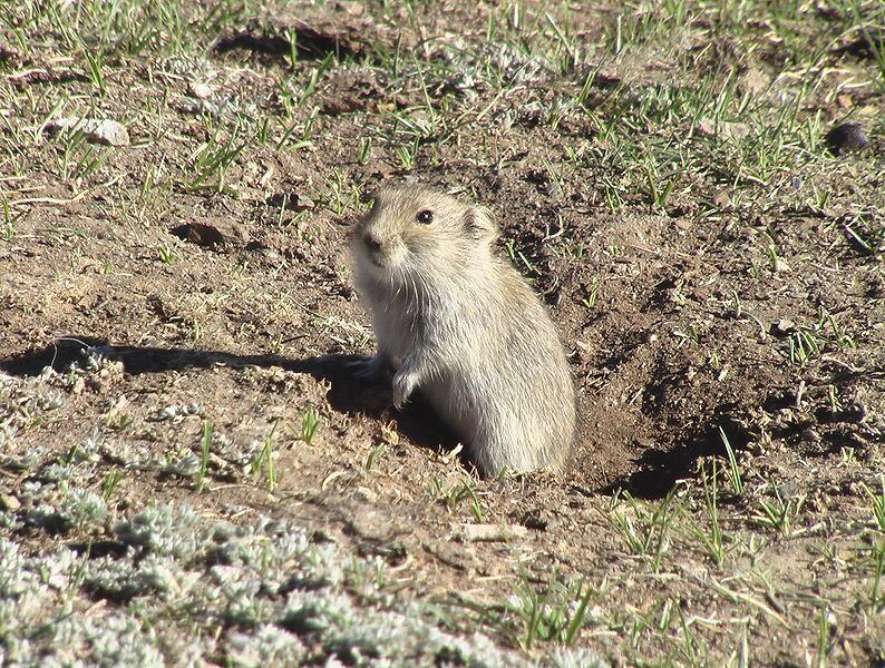 Autoridades pedem que população avise se virem marmotas doentes ou mortas