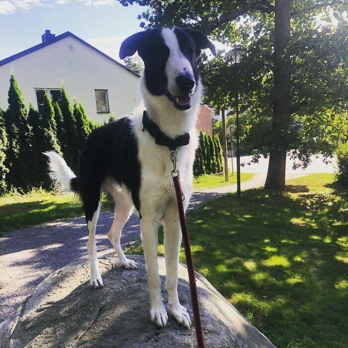 A tutora de Gatsby contou ao site Bored Panda que o conheceu em agosto de 2019, quando decidiu adotar um cachorro para fazer parte de sua família. De acordo com ela, foi amor à primeira vista.  