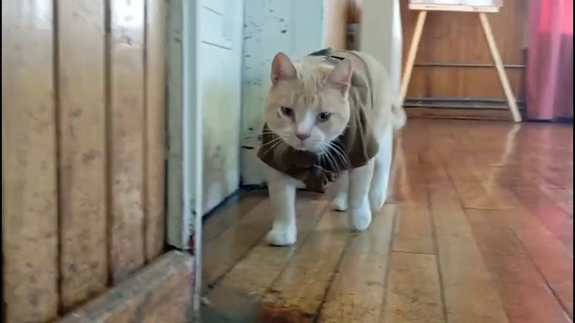 Agente de quatro patas? Gato é adotado por policiais e recebe até colete sob medida no Chile