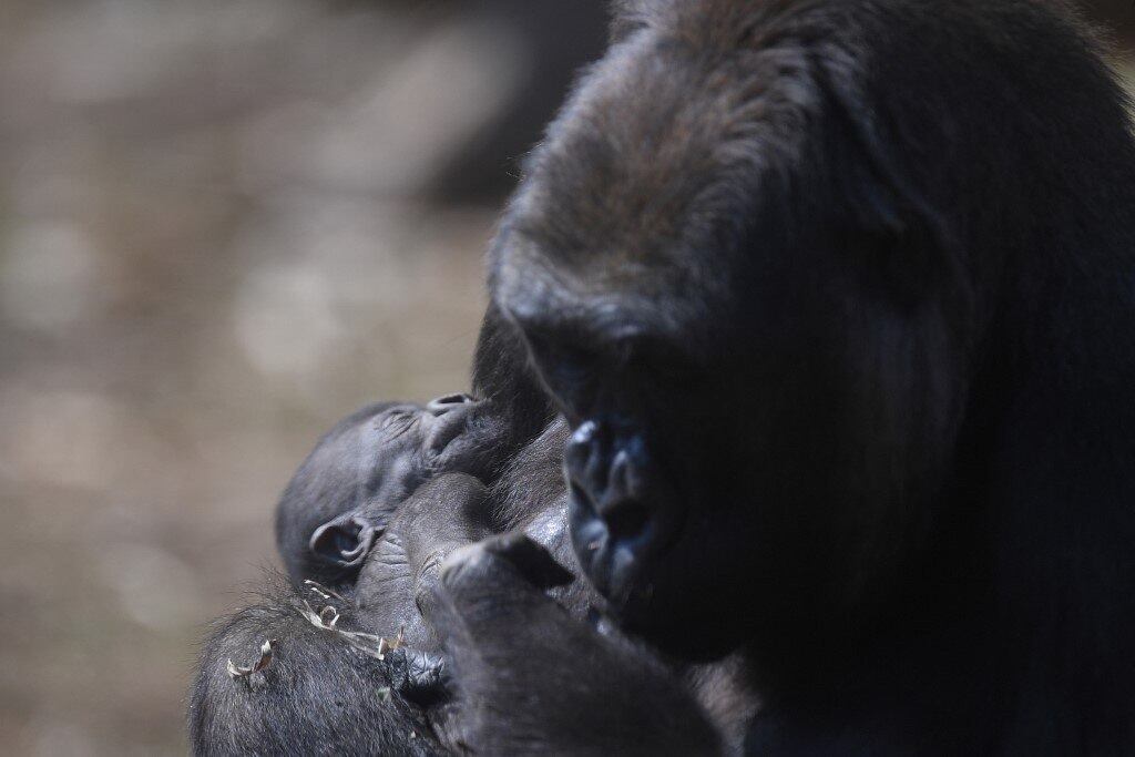 BRAZIL-ZOO-GORILLA
Western lowland gorilla Imbi and her baby gorilla are seen at the zoo in Belo Horizonte, Brazil, on September 24, 2021. The baby gorilla was born on September 3, 2021, and is the fifth of the species -which appears on the International Union for Conservation of Nature (IUCN) red list as critically endangered- to be born in the zoo, the only one in South America to succeed in breeding the species.
DOUGLAS MAGNO / AFP