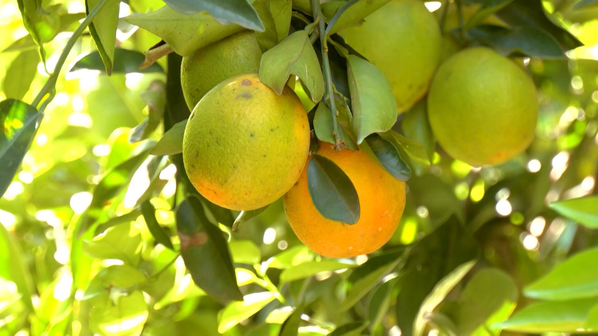 Projeto ajuda estado de Goiás a se destacar na produção de laranja