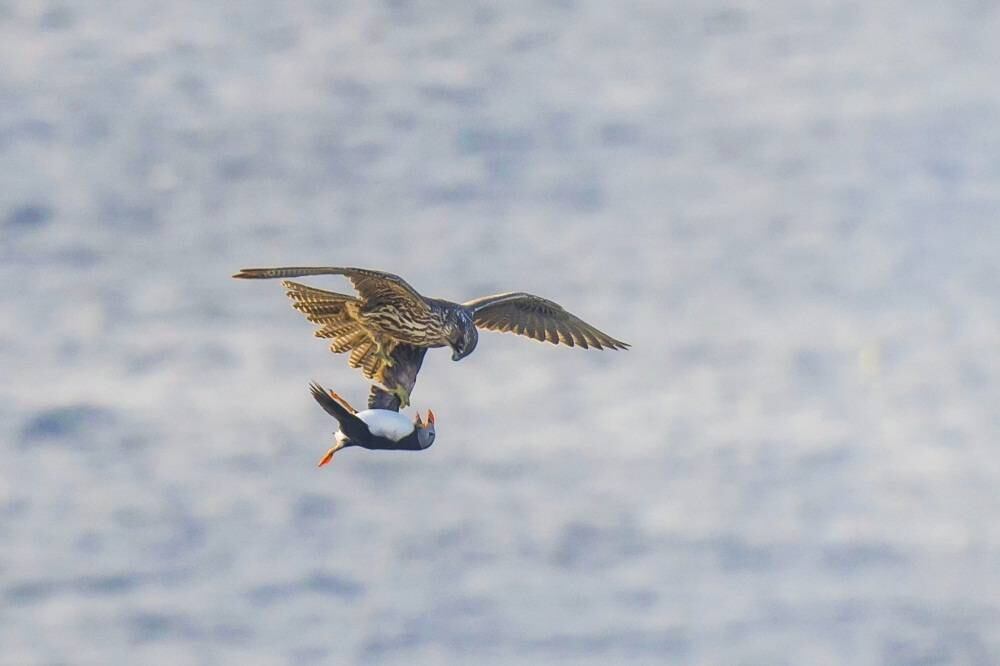 Com o pinguim em suas garras, o falcão saiu voando para devora-lo