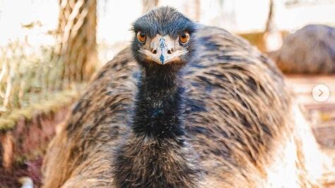 Emu foi sacrificado por suspeita de gripe aviária