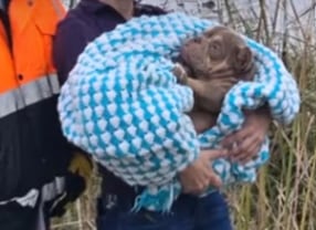 Filhote foi levado a um veterinário para avaliação