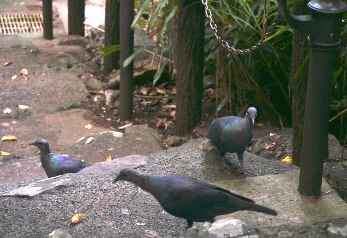 O pombo-torcaz-de-cabeça-vermelha, uma espécie criticamente ameaçada de extinção, endêmica das Ilhas Ogasawara, no Japão