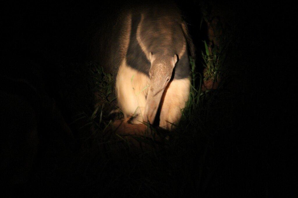 Visita noturna no zoo

Muitos dos animais que vivem no Zoológico de São Paulo têm uma vida noturna mais ativa que diurna. Para contemplar as atividades desses bichos, o zoo oferece o Passeio Noturno.

A programação conta
com apresentações realizadas pelos Setores de Répteis, Aves e Mamíferos e um
roteiro pela área de visitação e bastidores do Zoo, guiado por biólogos. Há também a chance de ver uma apresentação com ave de rapina.

Quem for ao passeio poderá ver os hipopótamos sendo alimentados e animais como tamanduás-bandeira,
onças, leões, tigres, lobos, tigres-brancos

O passeio é concorrido e só tem vagas para visitas a partir de junho.

O evento ocorre quinzenalmente às sextas-feiras, em datas pré-estabelecidas. O ingresso custa
R$ 100, por pessoa. Crianças de 5 a 10 anos pagam R$ 70. O valor inclui estacionamento e lanche no final do passeio. O tour começa às 19h e dura, aproximadamente, três horas e é realizado para 60 pessoas.

Mais informações pelo site do Zoológico ou pelo telefone (11) 50730811, no ramal
2119

 
