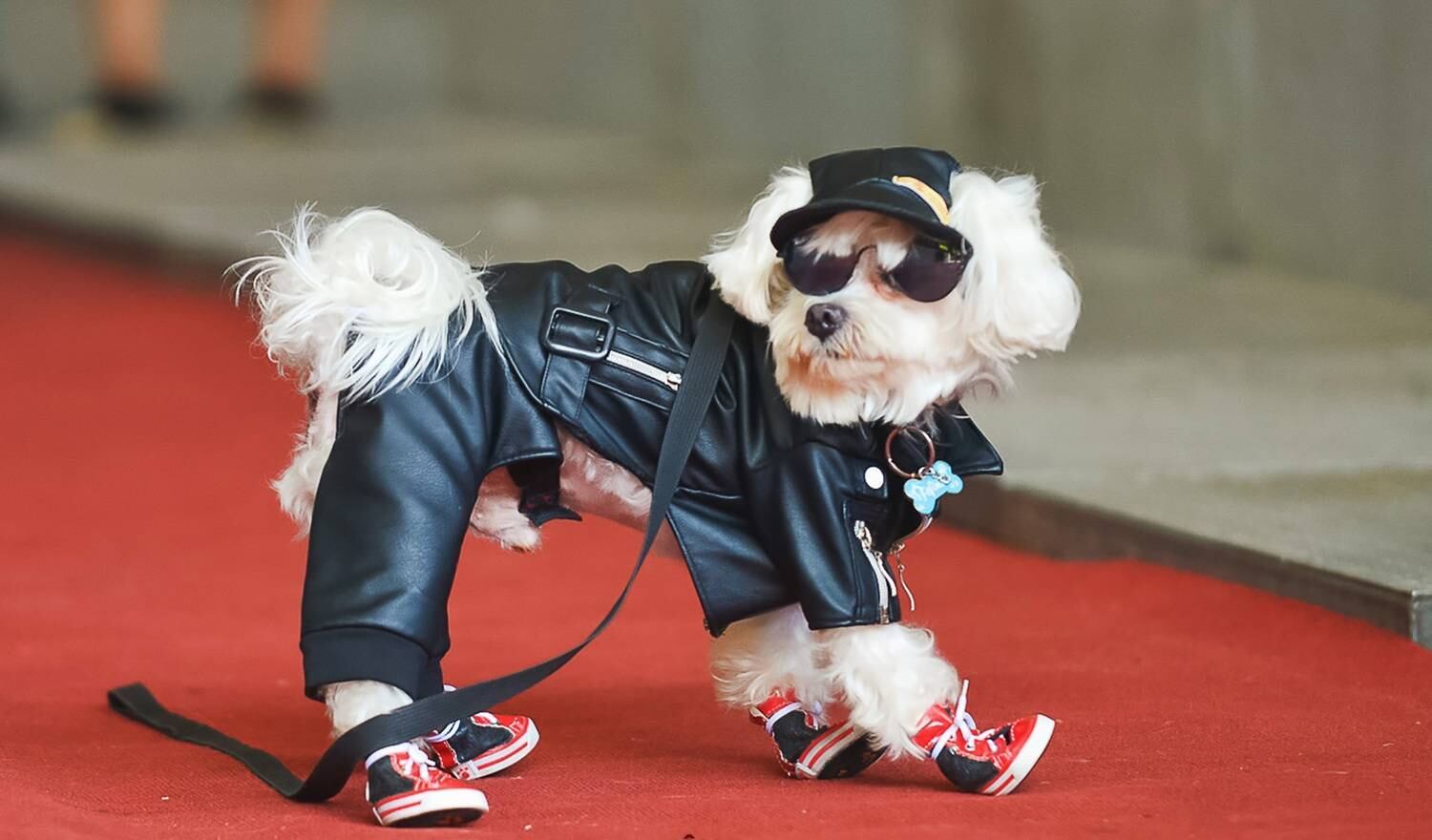 O vencedor na categoria macho foi o maltês Fofinho Miwa King III, de 3 anos, vestido de Motoqueiro Malvadão. Close nesses tênis estilosos! Além de curtirem momentos de diversão, os participantes puderam visitar uma feira de adoção ou levar os pets para um espaço de relaxamento