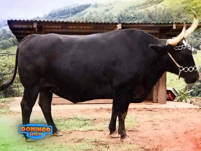 O sonho deles é mostrar na TV tudo ensinaram ao boi. Será que eles vão se sair bem, ao vivo, ao lado do amigo inseparável?

+ Assista às íntegras do Domingo Show quando e onde quiser!
+ Já curtiu a página do Domingo Show no Facebook? É só clicar!
+ Siga o Domingo Show no Twitter e receba todas as notícias do programa
+ Tem Instagram? Siga o Domingo Show