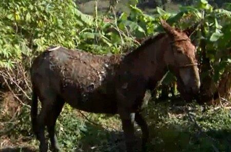 Um bombeiro teve que entrar na fossa para resgatar o animal