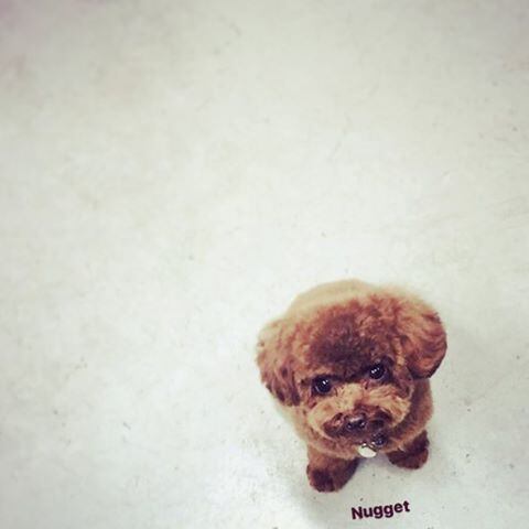 Cachorro Katy Perry, Katy Perry