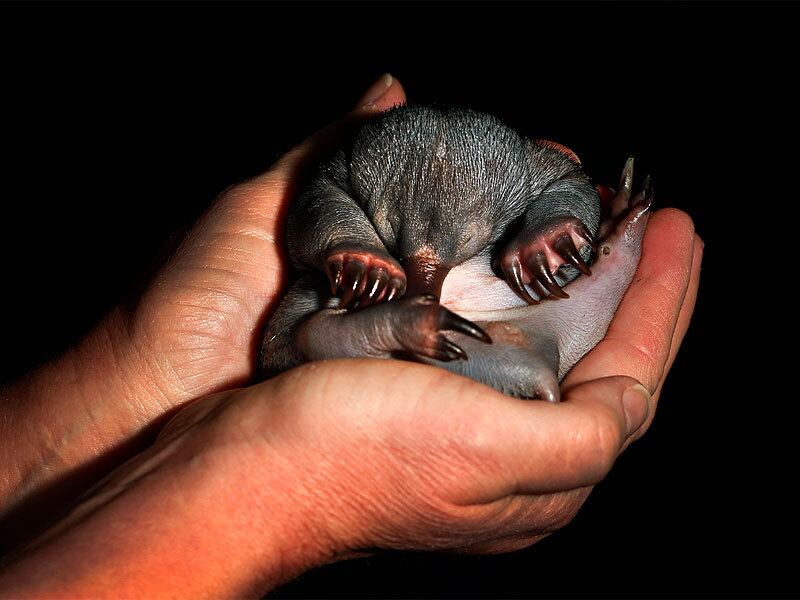 Um filhote de equidna, semelhante a um ouriço e que é muito comum na Austrália e Nova Guiné, foi mostrado ao mundo nesta quinta-feira (1). O animal vive no zoológico de Taronga, em Sydney, na Austrália, e está com 55 dias de vida. Encontrado sozinho em uma pista de caminhada da cidade, o bichinho foi adquirido pelo zoológico e será alimentado pelos tratadores até os seus seis meses de idade