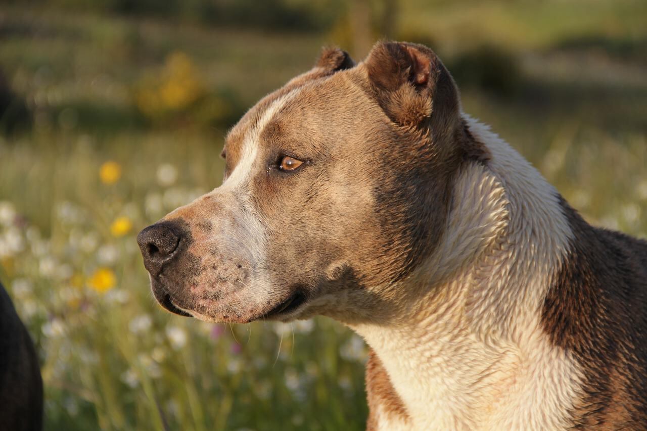 Vários países adotam regras para coibir ataques de pitbulls. Mas alguns preferiram banir o animal, para não correr riscos, já que muitos donos desobedecem as leis e quem paga o pato são pessoas ou animais inocentes, vítimas dos ataques.