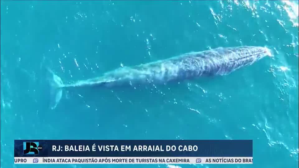 Pesquisadores registram baleia no litoral fluminense