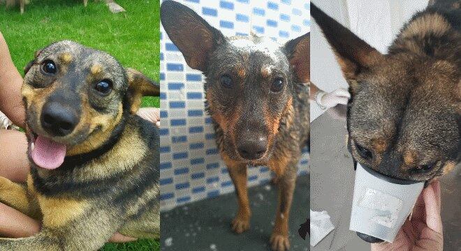 Faraó já está sendo cuidado por um grupo de mulheres voluntárias
