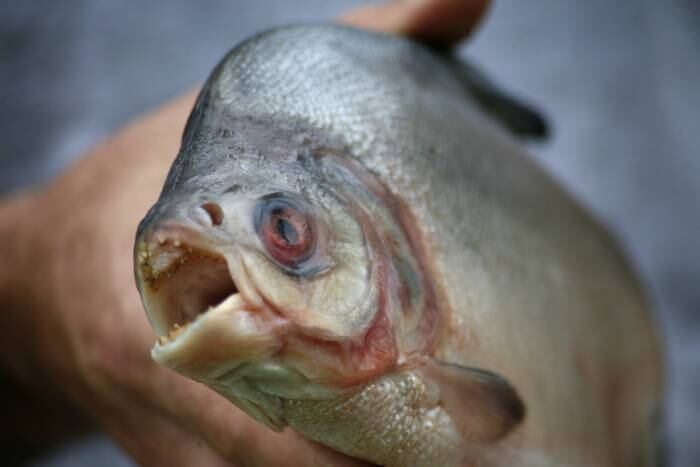 Esta não foi a primeira vez que piranhas atacam turistas na Argentina
