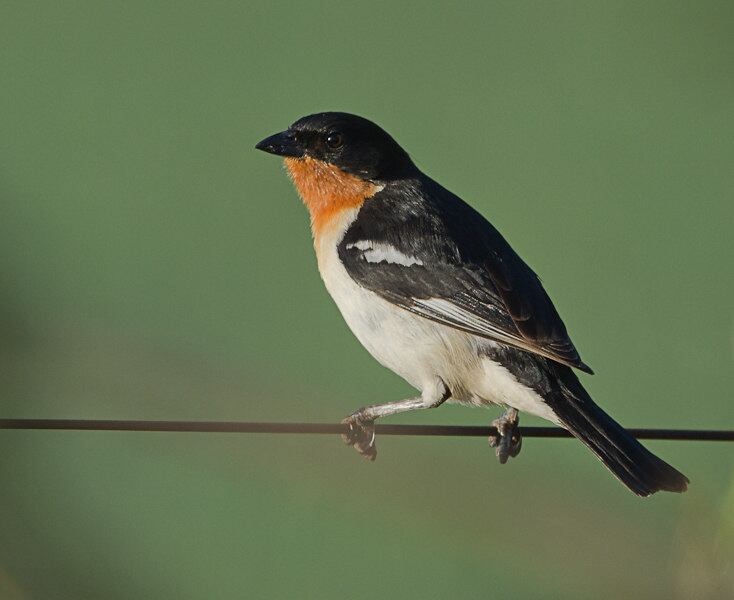 Bandoleta mede cerca de 16 cm e é conhecida pelo seu traseiro branco

Veja reportagem completa
