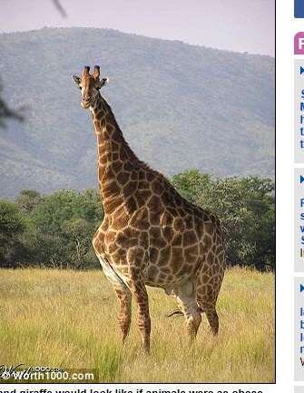 Essa girafa deve ter muita dificuldade na hora de fugir dos predadores da selva

