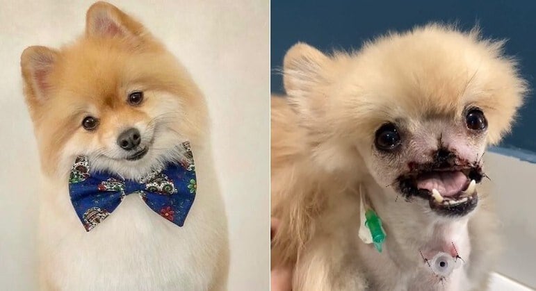 O cachorro Fox