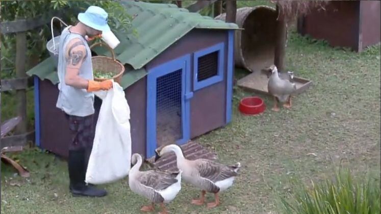 Alex é um exemplo de superação! O influenciador sempre foi bom no trato dos animais, mas tinha bastante medo das aves. Ele já chegou a chorar durante a função, por estar receoso com as galinhas. Com os gansos, não era diferente! Alex morria de medo de ser "atacado". Mas apesar disso, pouco a pouco ele foi superando o medo e, com a ajuda das amigas do reality, conseguiu, inclusive, interagir com os bichinhos!