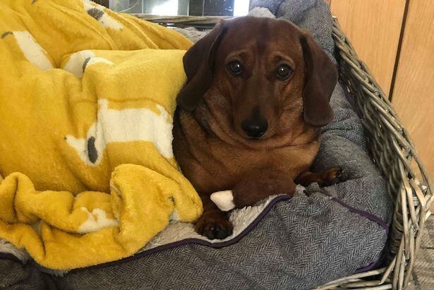 Finalmente o cãozinho pôde recuperar o brinquedo