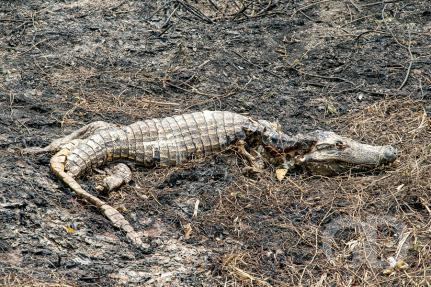 Fogo avança e Pantanal vira cemitério a céu aberto em MT