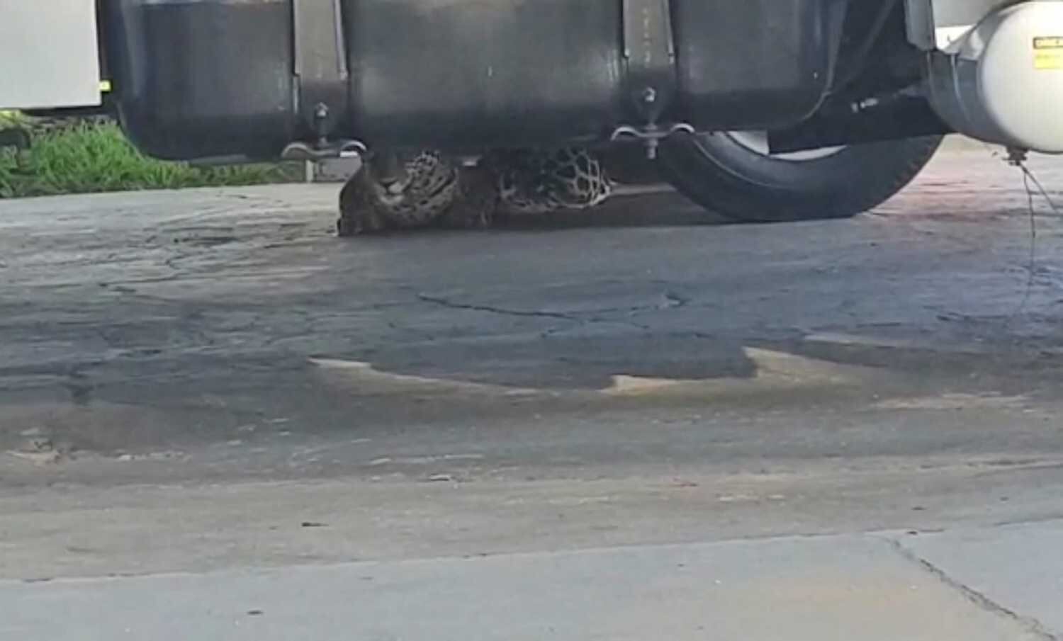 Onça sob o caminhão de abastecimento do aeroporto de Vilhena (RO)
