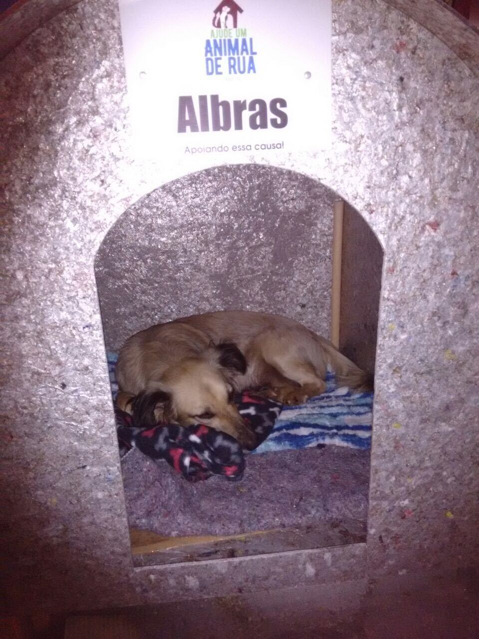 Assim, eles fogem do frio da região