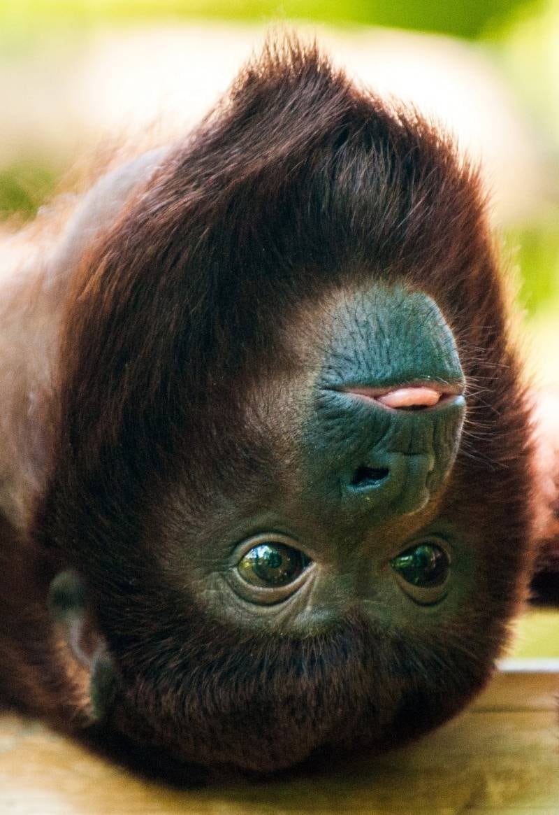 O bugio-ruivo Taima encanta
os visitantes do zoológico de Berlim com suas travessuras. O zoo inaugurou recentemente
uma nova residência para os bugio-ruivos
