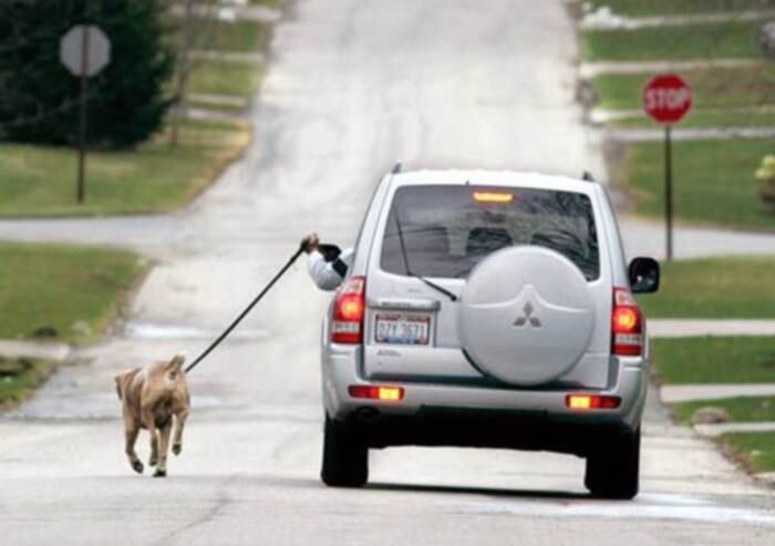 Dar uma voltinha com o cachorro? Esse preguiçoso deveria levar algum prêmio
