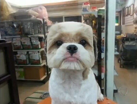 Eles cortam os pelos dos animais de formas geométricas, porém, para quem gostou da ideia os tosadores afirmam que o corte só é possível para aqueles cães que têm mais pelos
+Cães ajudam na reabilitação de crianças doentes