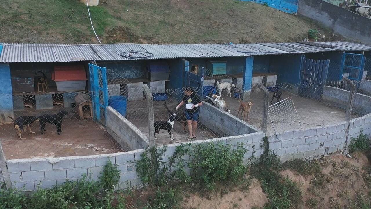 Pesquisa aponta que o número de animais abandonados aumentou 70% durante a pandemia