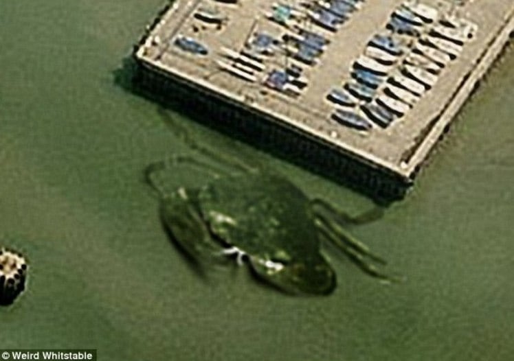 Esse monstrengo apareceu no porto de Whitstable, em Kent, no sul da Inglaterra, e causou pânico no país. O bicho tem, ou teria, já que ninguém chegou perto dele, inacreditáveis 15 metros de comprimento 