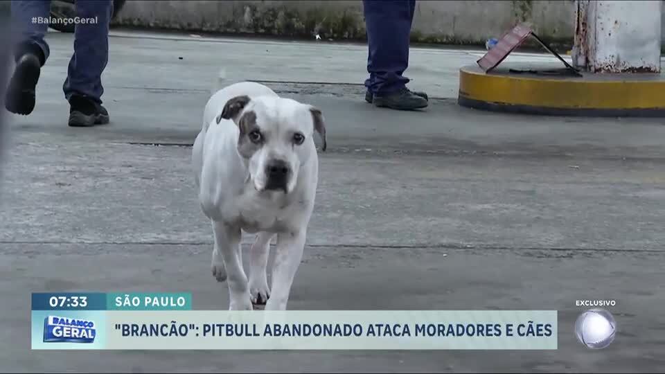 Moradores e comerciantes da zona leste de SP enfrentam ataques de Pitbull abandonado