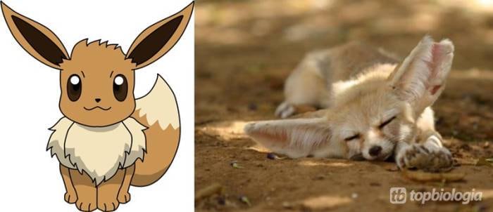 Evee
é o Feneco ou raposas-do-deserto
