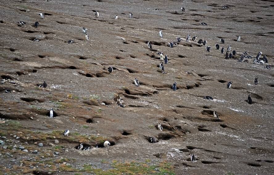 Monogâmicos, estes animais têm um único parceiro por toda a vida e podem viver até 25 anos.

Os primeiros a chegar à ilha Magdalena são os machos. A eles cabe a tarefa de reconhecer o ninho escavado na terra na temporada anterior e reformá-lo, usando o que estiver ao seu alcance, como pedras e penas, para atrair a companheira. A espécie costuma usar o mesmo ninho todos os anos para se reproduzir
