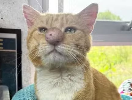 Gato foi diagnosticado com criptococose, uma infecção fúngica que afeta o trato respiratório