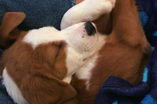 E os registros de fofura estavam apenas começando. 'Ela é vira-lata. Uma mistura de labrador com uma raça australiana que eu não conheço', contou no Twitter